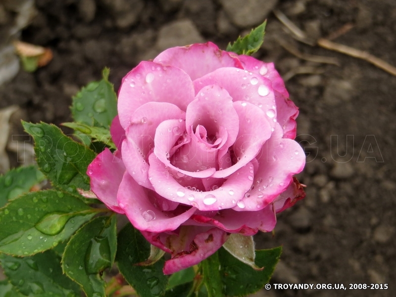 Deep Purple